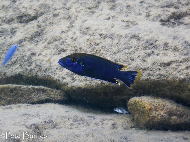 Melanochromis mpoto 'Kawanga Rocks'